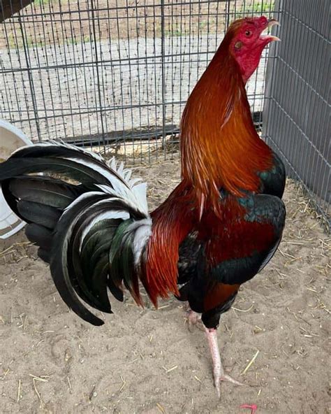 The Roundhead: A Prominent Fighting Cock Breed in the .